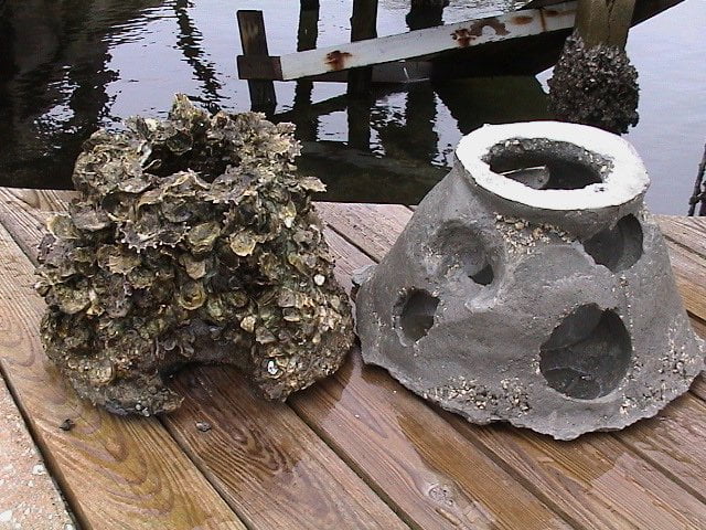 oyster comparison - Copy