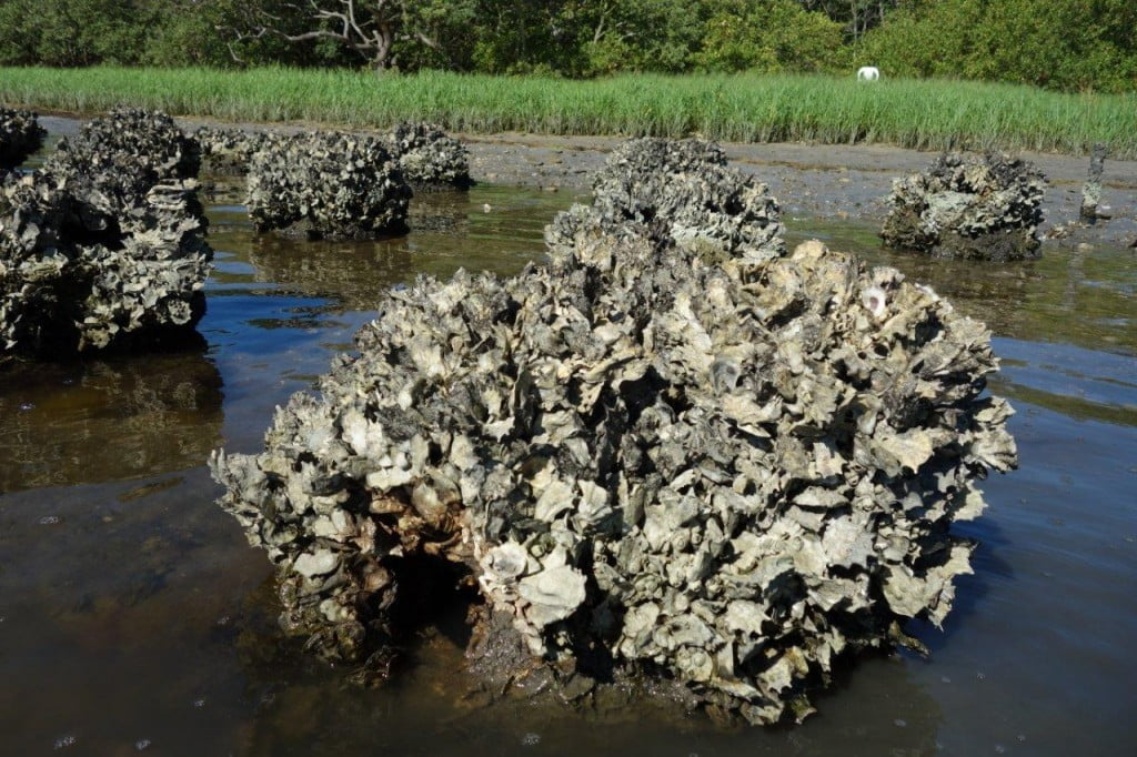 oyster dome reef