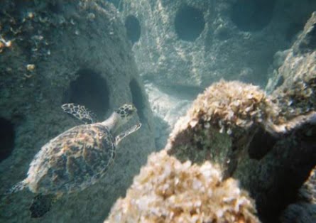 Photo Retreived from Karen Basley Sea Turtle Rescute